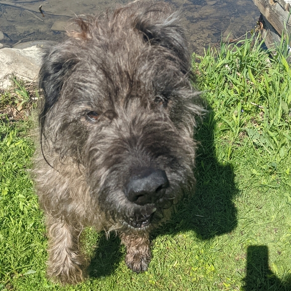 THANK YOU FROM ME AND BROWNIE - Picture 6 of 6